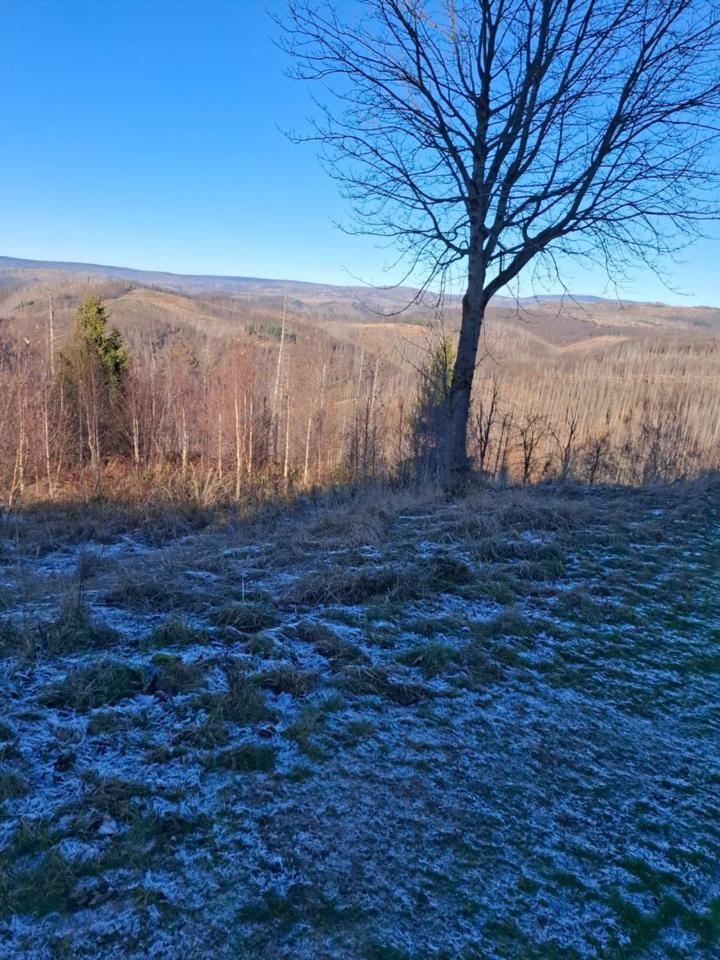 Hochwald Appartement Бад Захса Екстериор снимка